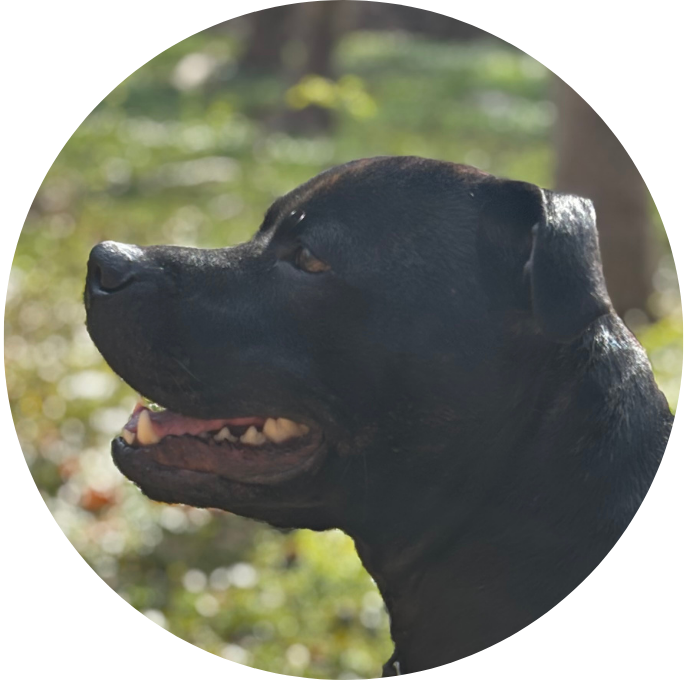 Staffordshire Bullterrier