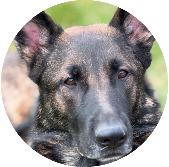 Tysk Schäferhund