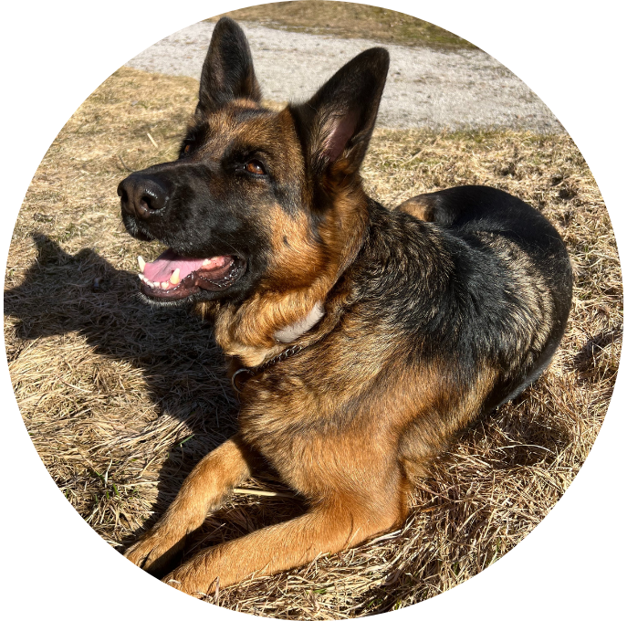 Tysk Schäferhund