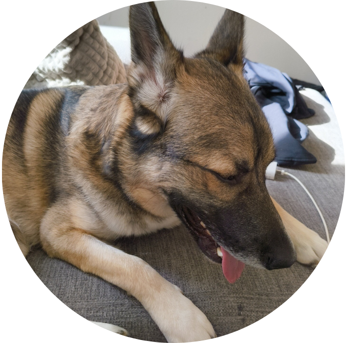 Tysk Schäferhund