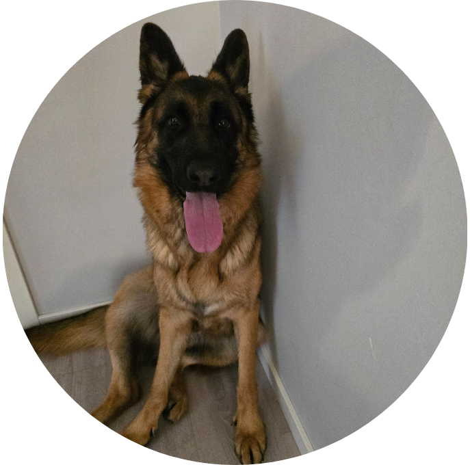 Tysk Schäferhund