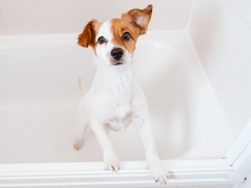 Nogen indbildskhed At regere 8 tips när du ska bada din hund