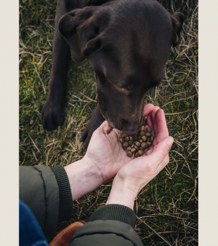 Sustainable Insect Original, 3 kg, bild 4