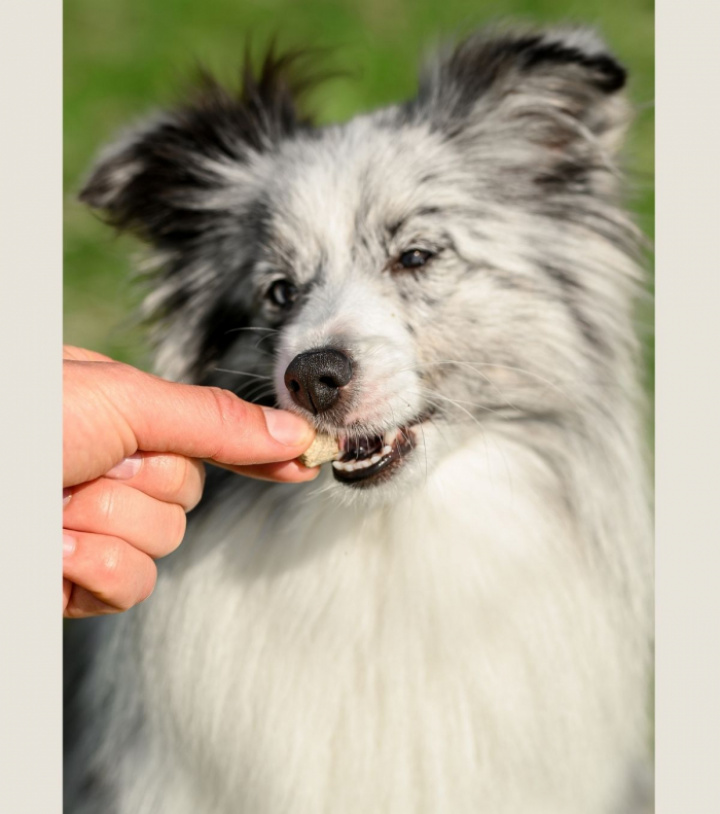 Sustainable Insect, Large pack, bild 7