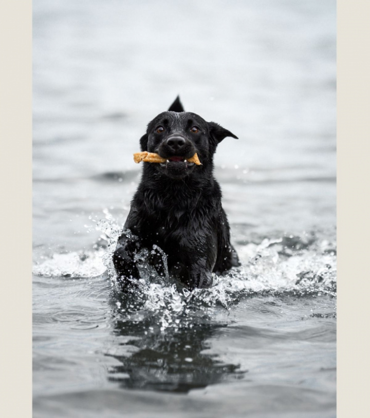 Wild Venison, 6 pkt, bild 5