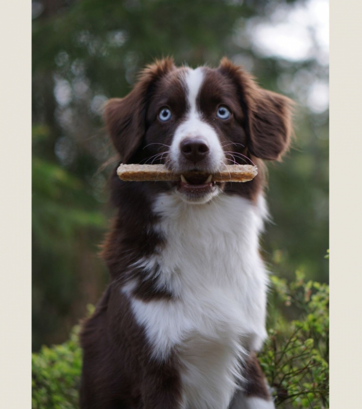 Beef Bites, 5 pkt, bild 5