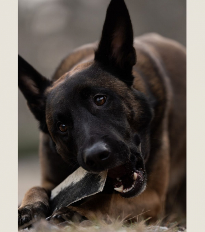 Beef Hide Medium, 3st, bild 4