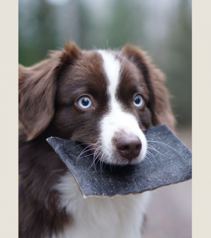 Beef Hide Medium, 4st, bild 5