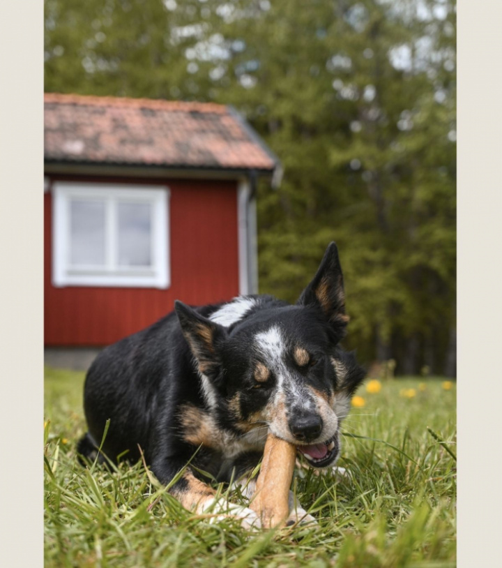 Beef Roll Large, 5st, bild 3